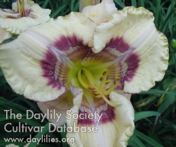 Daylily Echoes of Love